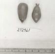 Click for 1 image(s) for this accession. FRUIT